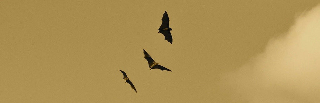 Three bats flying in the sky on a beautiful summer evening.