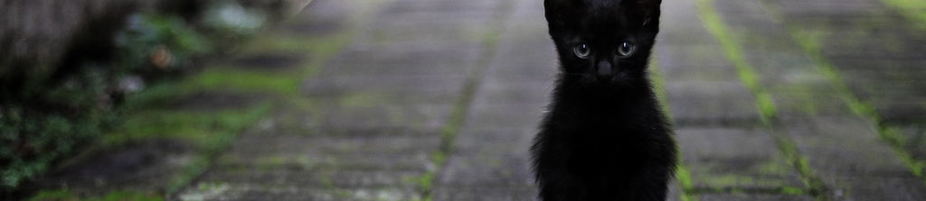 Est Ce Que Croiser Un Chat Noir Porte Vraiment Malheur