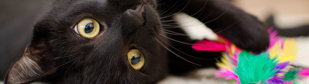 Est Ce Que Croiser Un Chat Noir Porte Vraiment Malheur