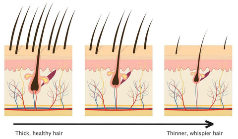 Thick vs Thin Hair