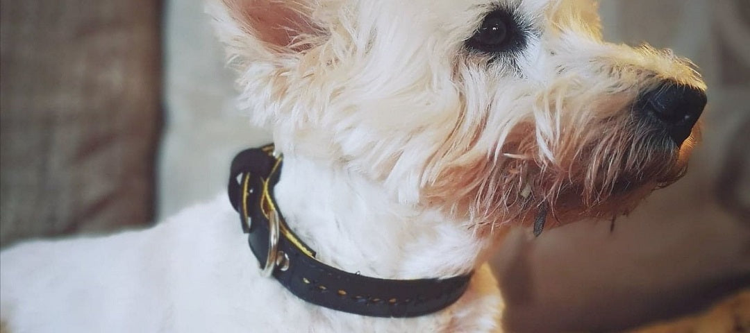 gifts for dog lovers - dog wearing dog collar