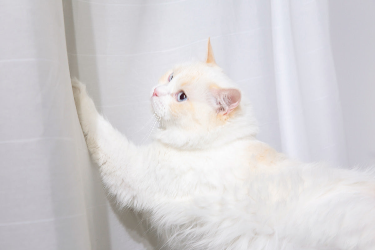 高密度に織り上げられた猫の爪が引っかかりにくいレースカーテン（使用例2）