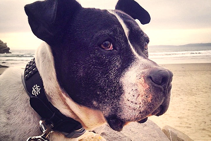 Black Studs Black Leather Collar