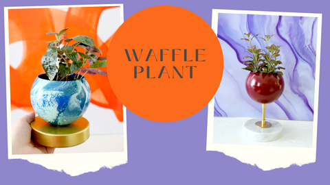 Waffle plant in Sazerac Stitches decorative planter