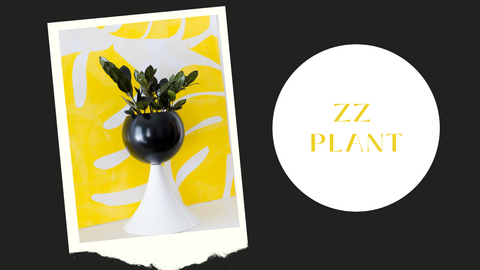 ZZ plant in Sazerac Stitches decorative planter
