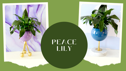 Peace lily in Sazerac Stitches planter; plant decor
