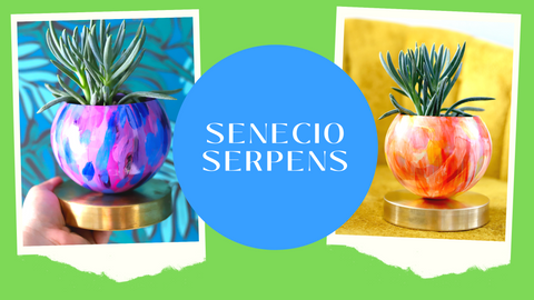 Senecio Serpens plant in Sazerac Stitches decorative planter