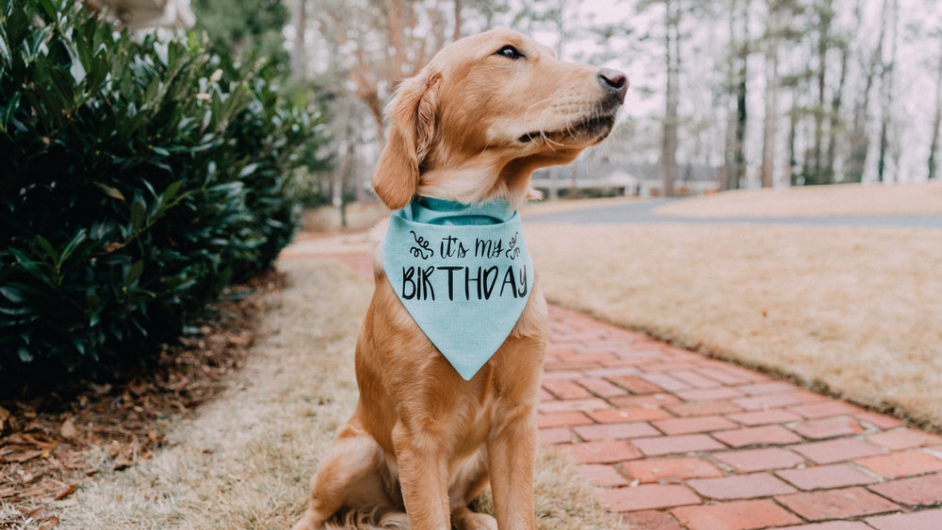 dog bandanas