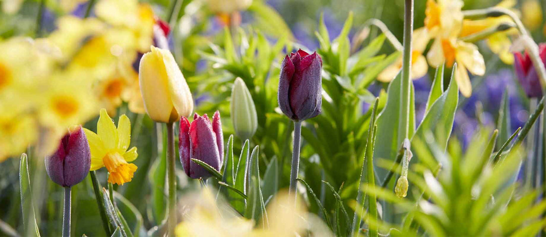 Brouwerij voorkomen hoofdkussen Bloembollen planten in de lente = bloemenzee in de zomer! – Bakker.com