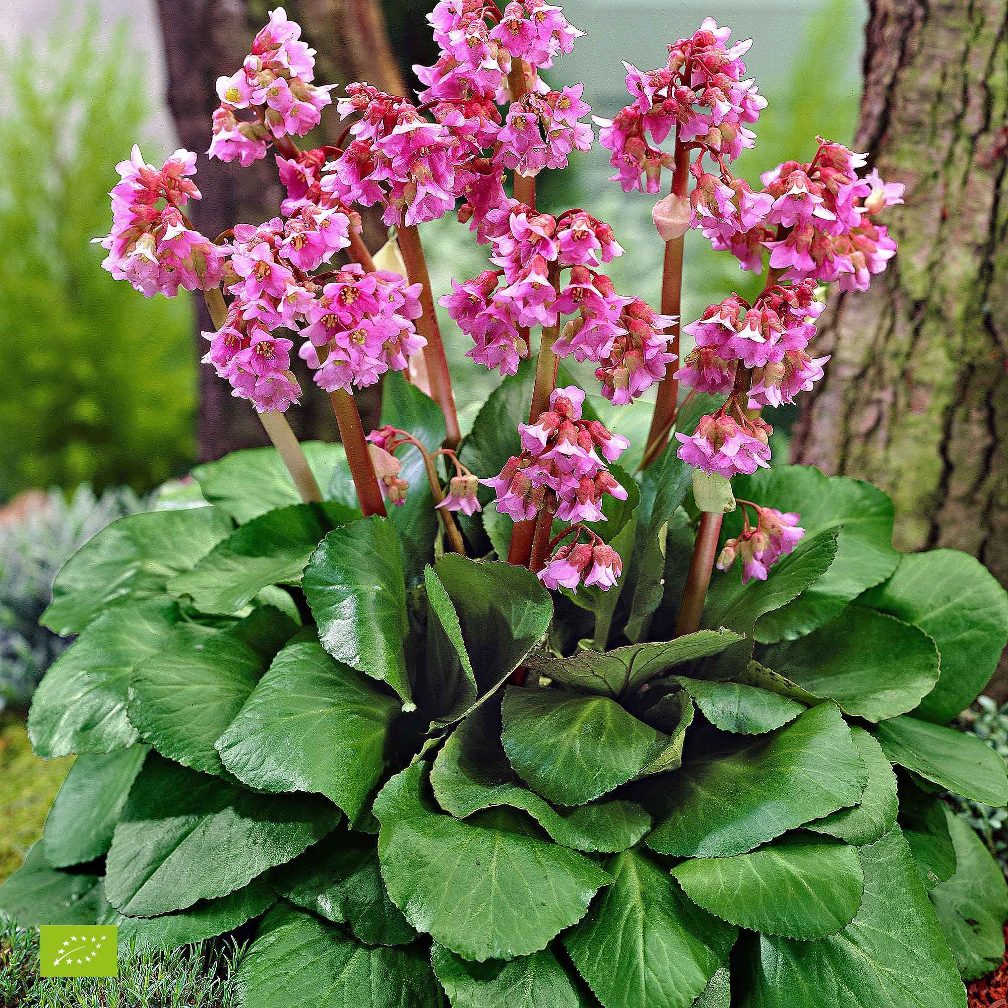 Баден цветок фото. Бадан сердцелистный Shoeshine Rose. Бадан (Bergenia). Бадан Шушайн дарклевед Роуз. Бадан Брессингем Уайт.