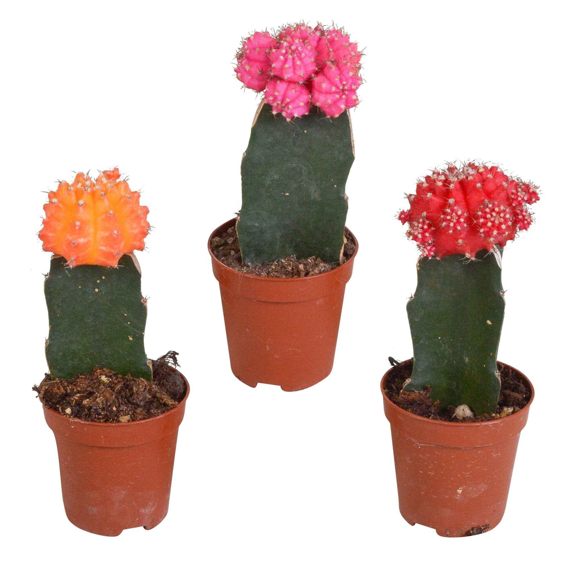ontsmettingsmiddel overdrijven als Koop nu kamerplant 3 Cactus Gymnocalycium mihanovichii Rood-Oranje-Roze |  Bakker.com