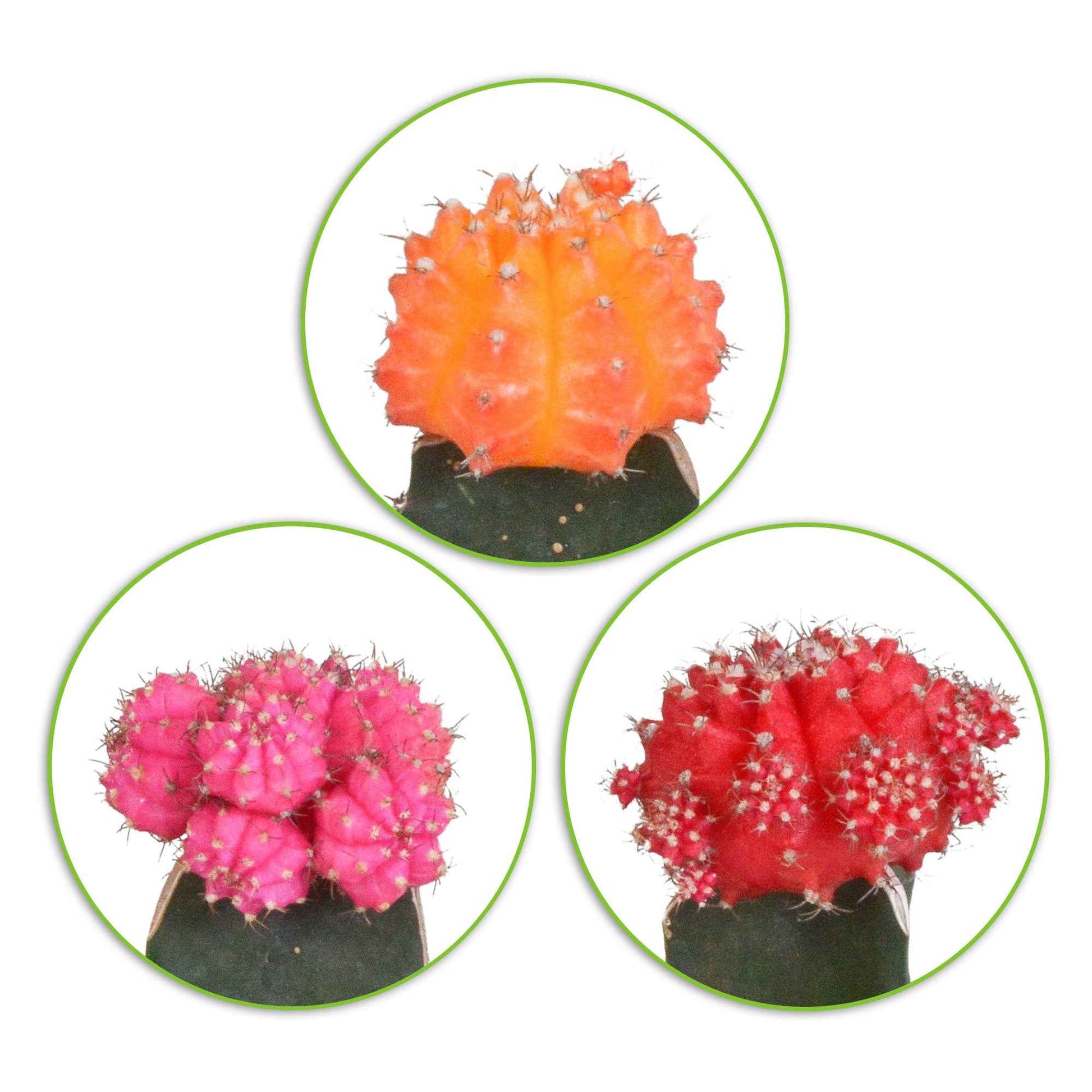 ontsmettingsmiddel overdrijven als Koop nu kamerplant 3 Cactus Gymnocalycium mihanovichii Rood-Oranje-Roze |  Bakker.com