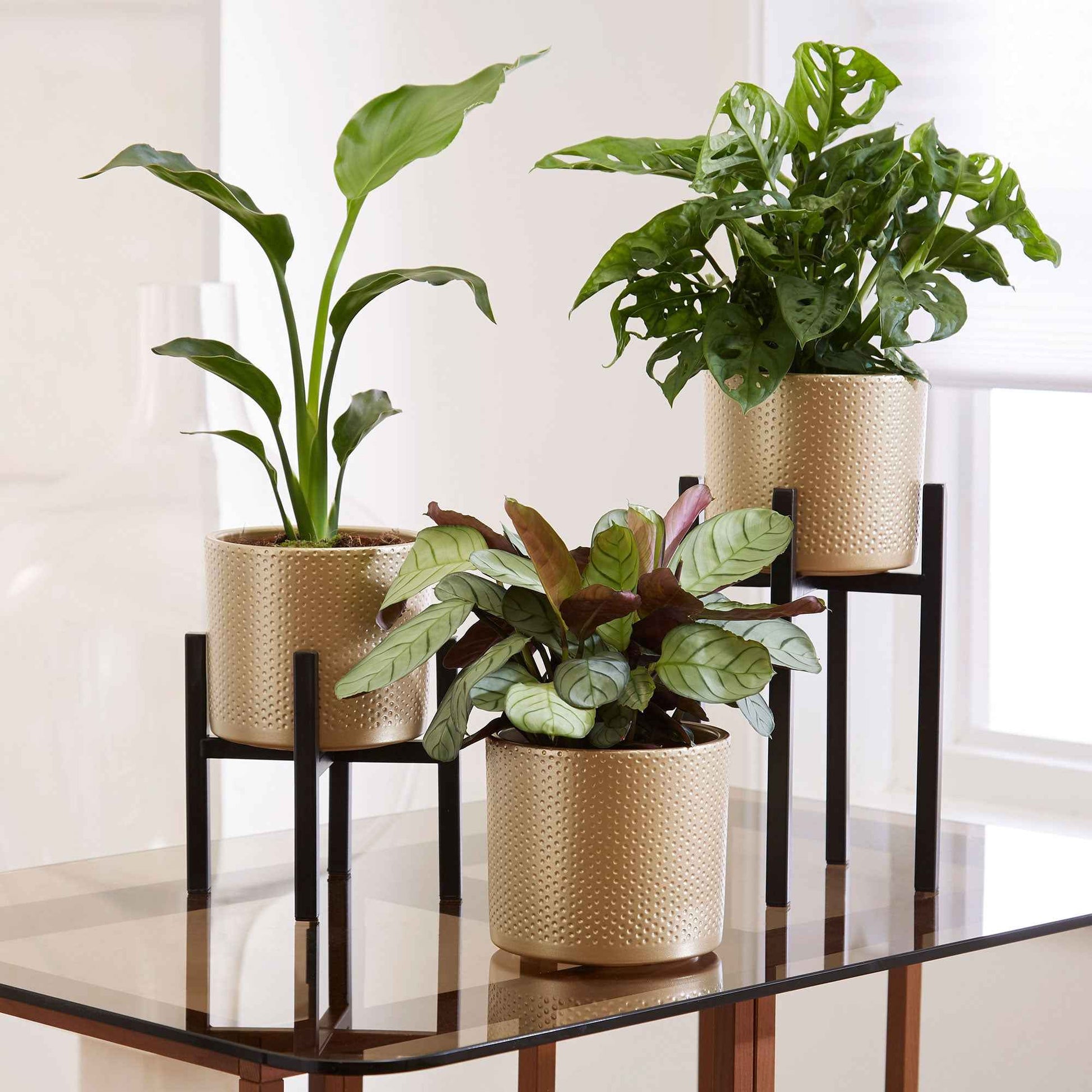 aftrekken Het pad gesprek Mica Decorations plantenstandaard Scott zwart kopen | Bakker.com