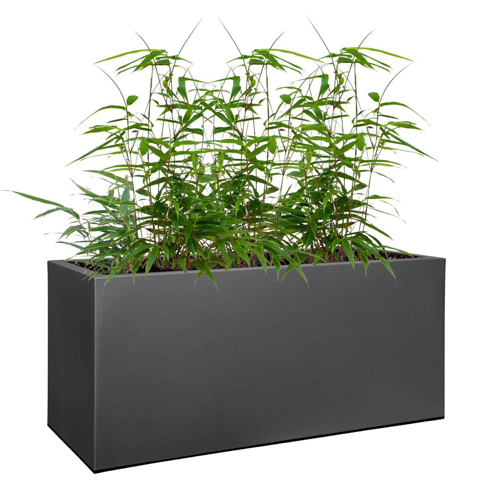Koop nu 3 Bamboe Fargesia incl. plantenbak zwart - Winterhard |