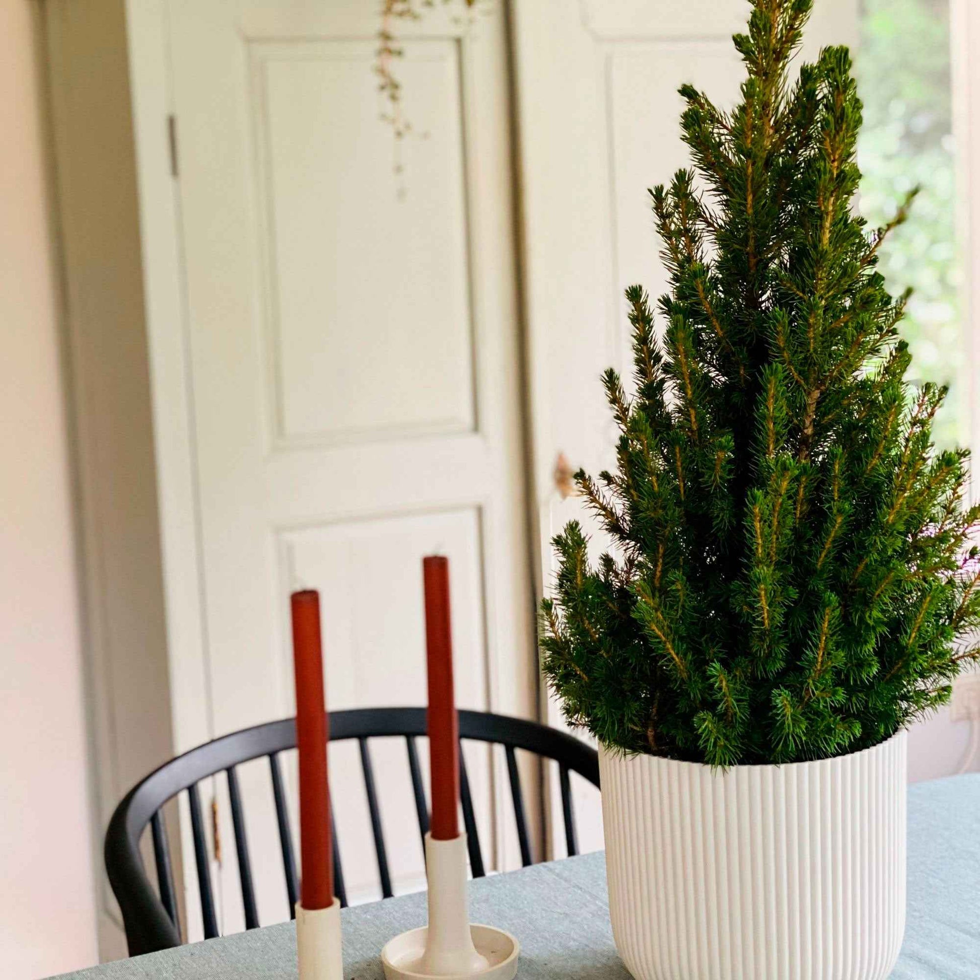 zo twintig zelf Koop nu conifeer Picea glauca Conica - Mini kerstboom kopen | Bakker.com