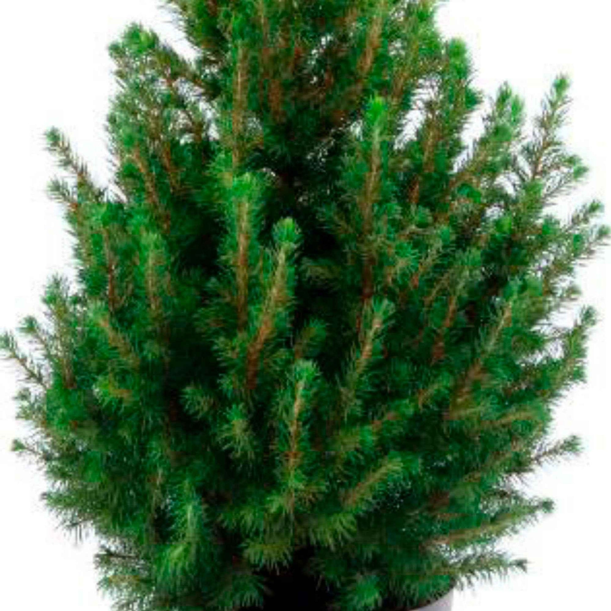 Purper Schuine streep stijl Koop nu conifeer Picea glauca groen incl. sierpot wit - Mini kerstboom  kopen | Bakker.com