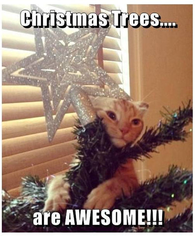 Cats & Christmas Trees