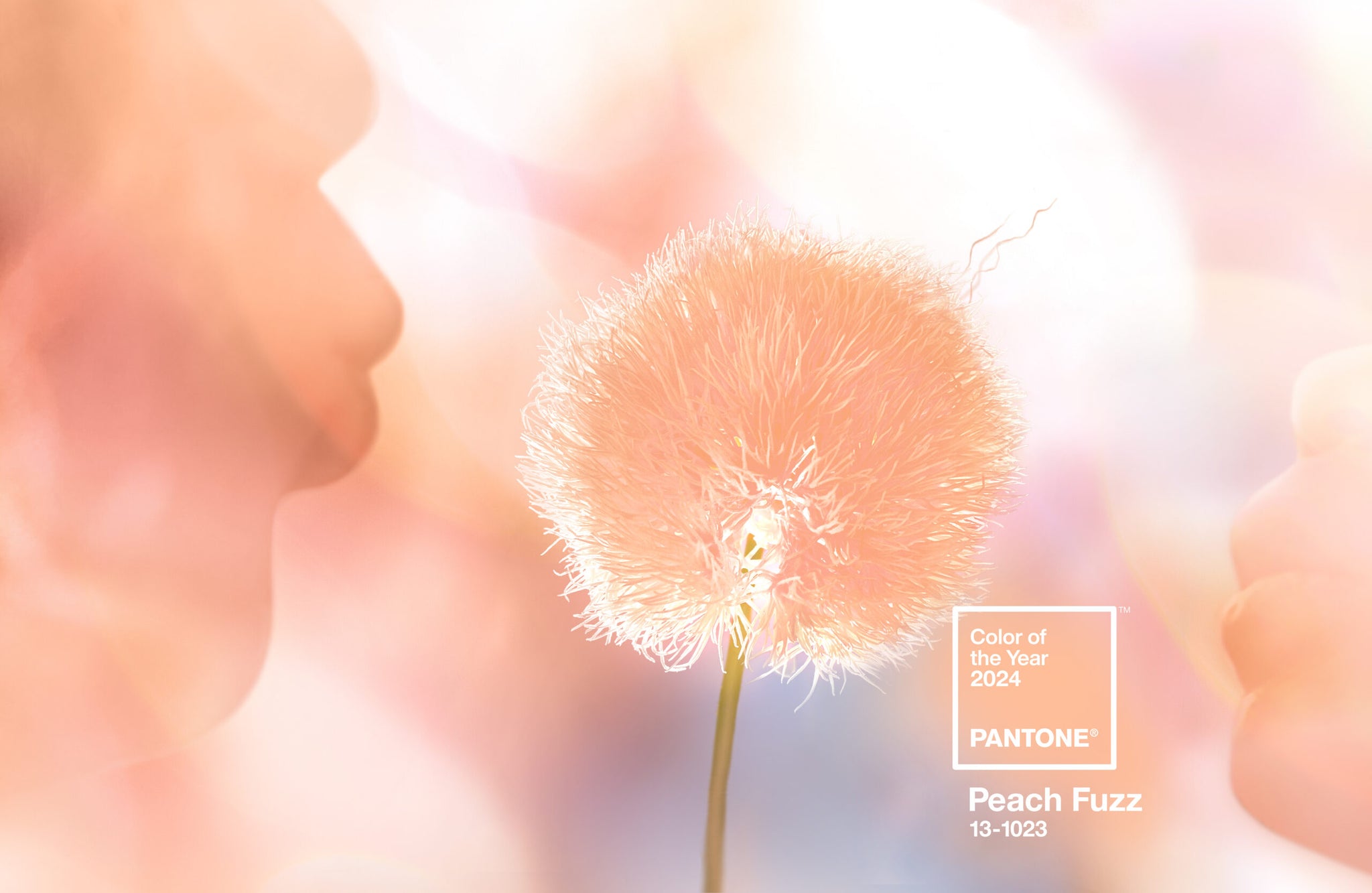Pantone 2024 年度代表色：Peach Fuzz 柔和桃