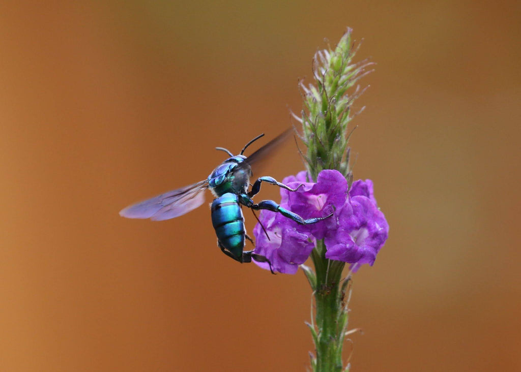 This beautiful Orchid Bee (Exaerete kimseyae) has been voted Spotting of the Week! Exaerete is a genus in the New World tribe Euglossini, commonly known as orchid bees or Euglossine bees.