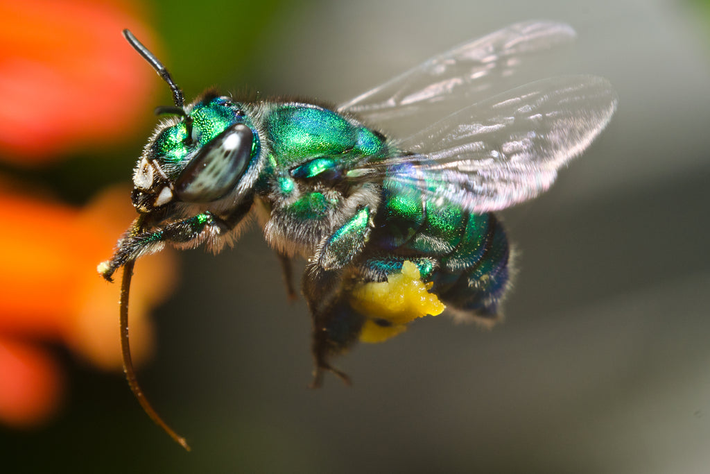 orchid bee hovering