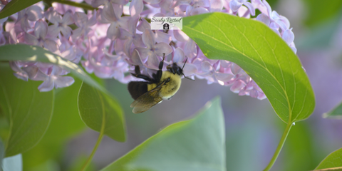 honey bee on lilac tree