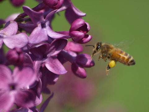 honey bee on lilac bloomberg