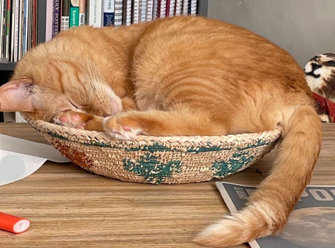 cat curled up in a basket