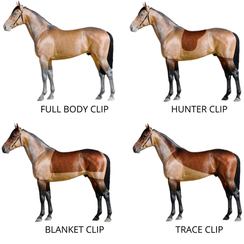 POPULAR CLIP STYLES FOR HORSES