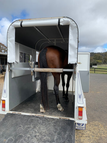 Transporting Horses