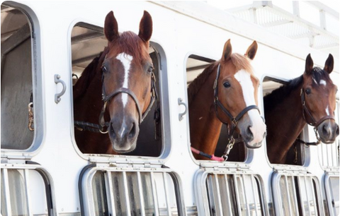 Tips for horses that are difficult to load