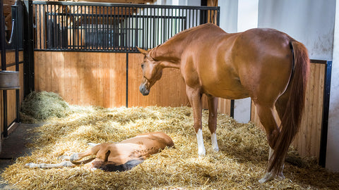 Rehabbing Horses