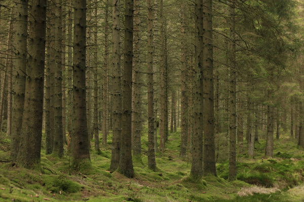 Trees, Kielder National Park, Northumberland, UK