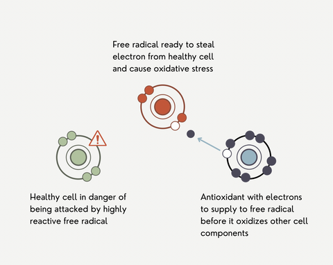 Antioxidant vs free radical illustration/infographic