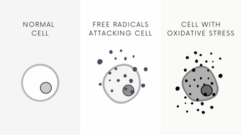Free radicals damage to cell illustration/Infographic
