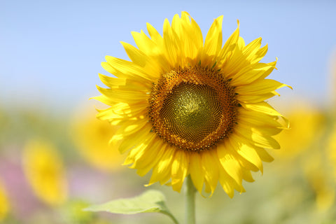 sunflower