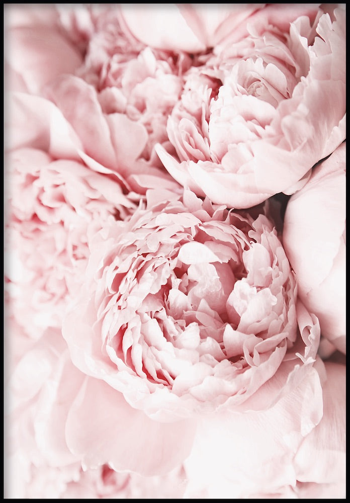 Peonies Poster – GlamPosters