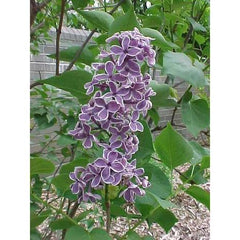 Lilac Trees