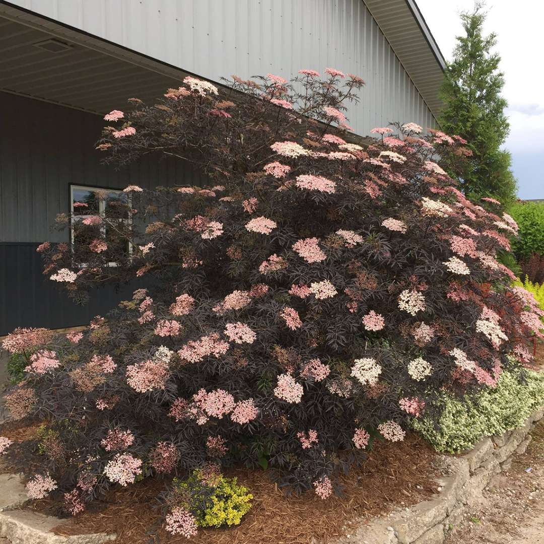 2 BLACK LACE® Elderberry Sambucus Nigra Shrubs Quart Size Proven Winners