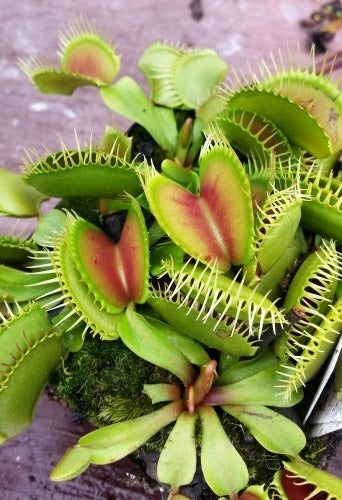 https://cdn.shopify.com/s/files/1/0254/5850/7830/products/Dionaea_muscipula_big_teeth_red_giant1.jpg?v=1583852131&width=533