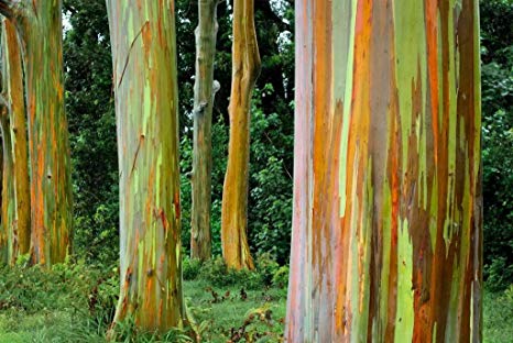 Eucalyptus deglupta - rainbow eucalyptus – The Exotic Seed Emporium
