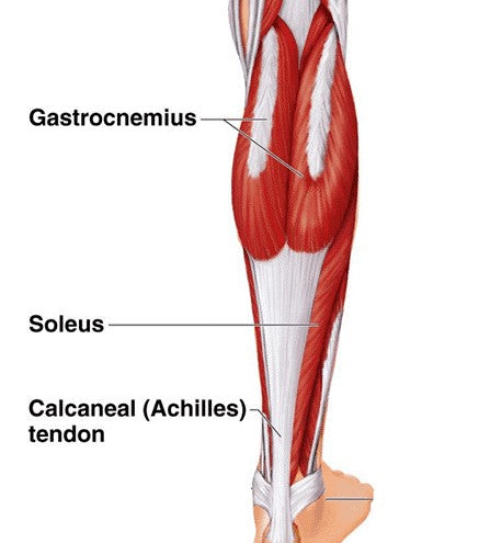 Structure of the calf