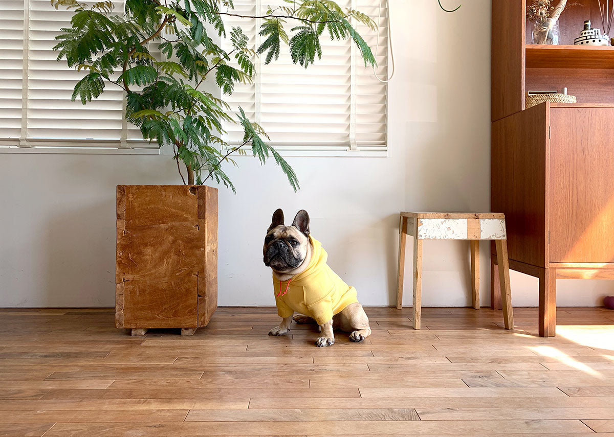 blimp french bulldog clothes