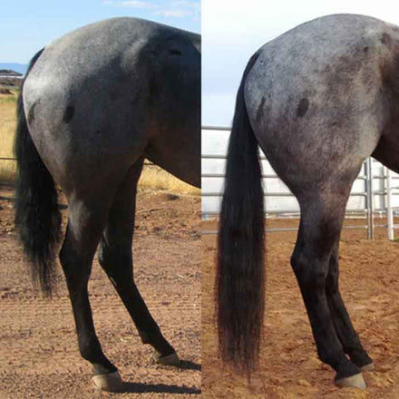 Best Products for Horse Tail Growth 