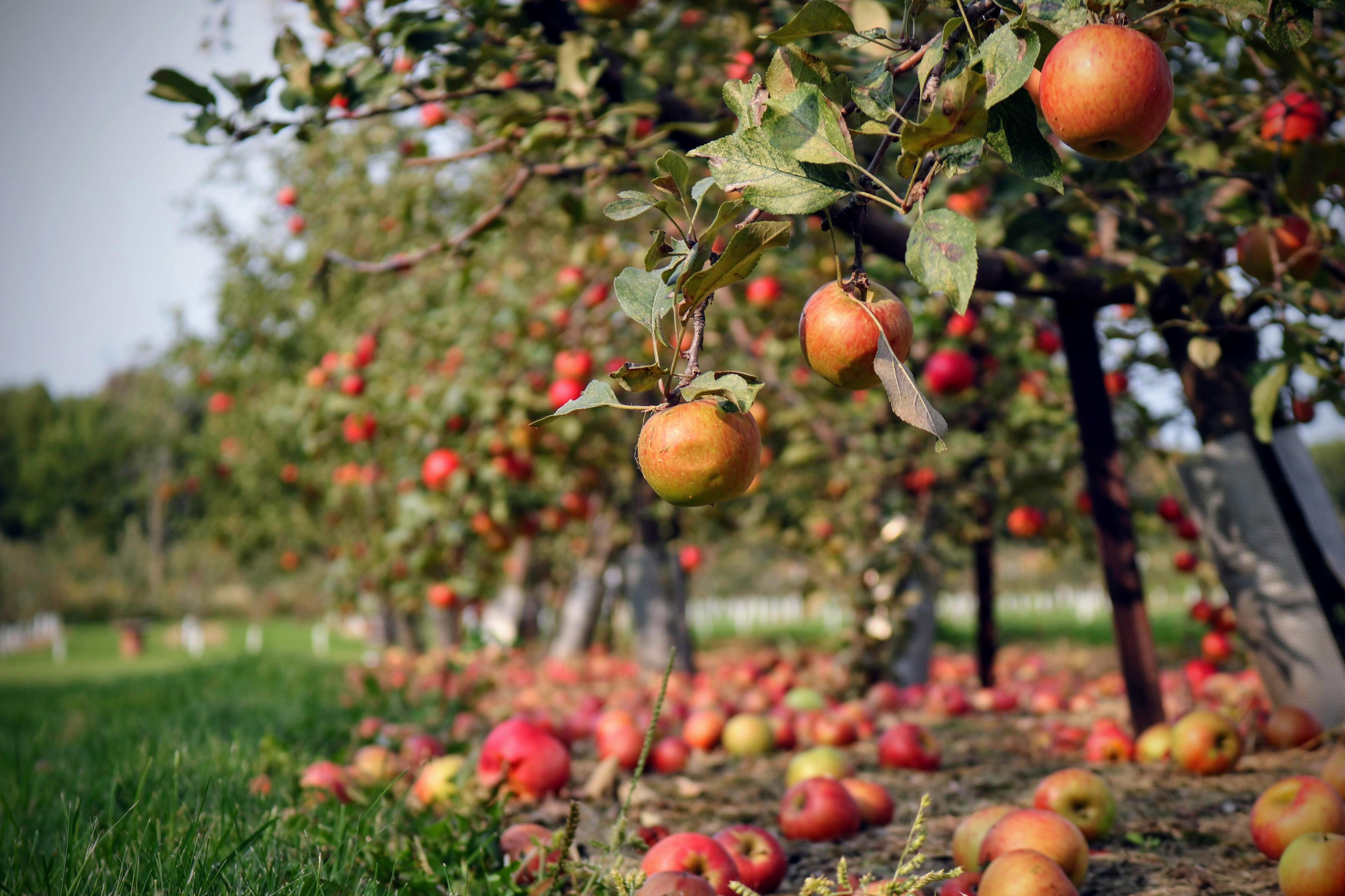 apple orchard