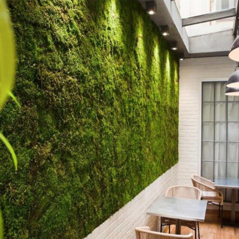 Moss Wall in an Office