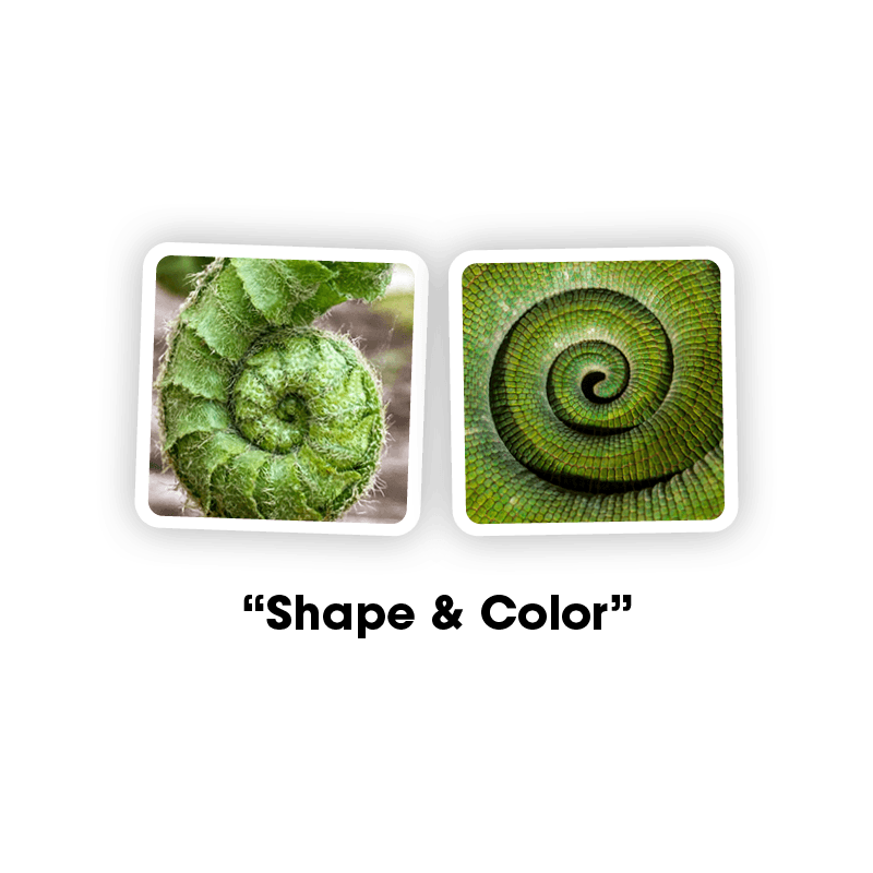 20230223--OuiSi-Nature--product--pairing--shape-color--v01--800x800