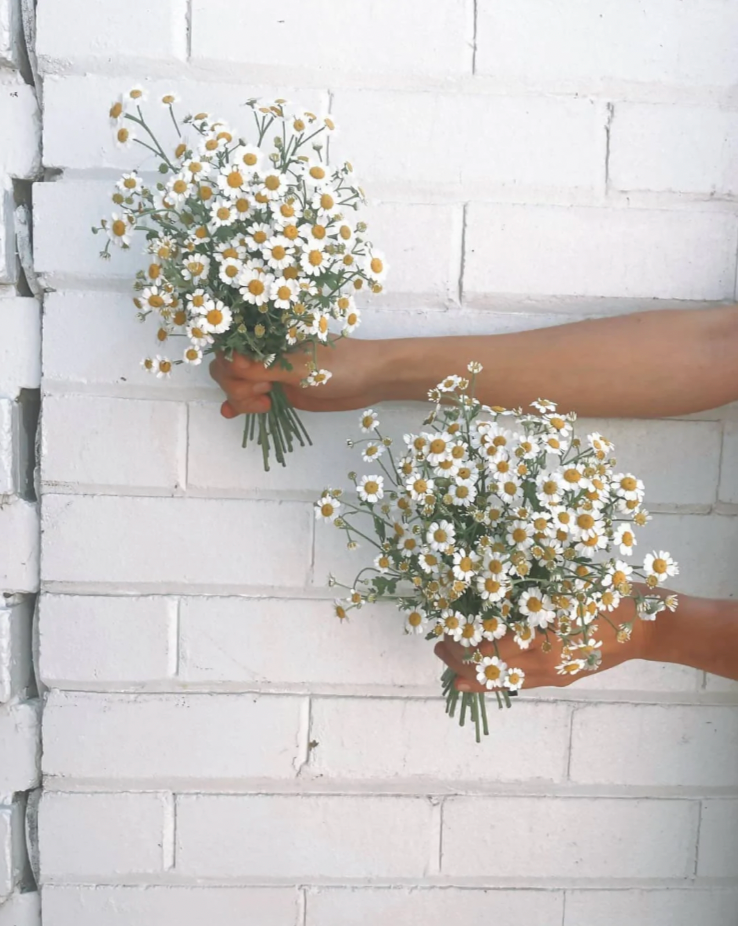 Two small bridal bouquets Seasonal mix of quality fresh and dried flowers in a cream white and buttery sunshine-filled palette. 