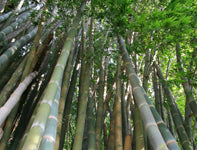 Bamboo