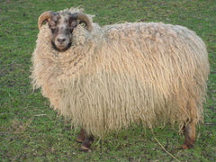 Mouton shetland