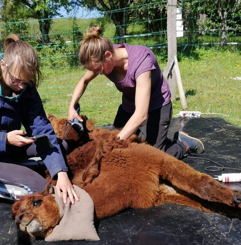 https://bestof-sarlat.com/tondeur-dalpagas-et-de-lamas-un-metier-essentiel/